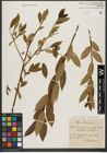 Foto von Salix triandra subsp. triandra L.